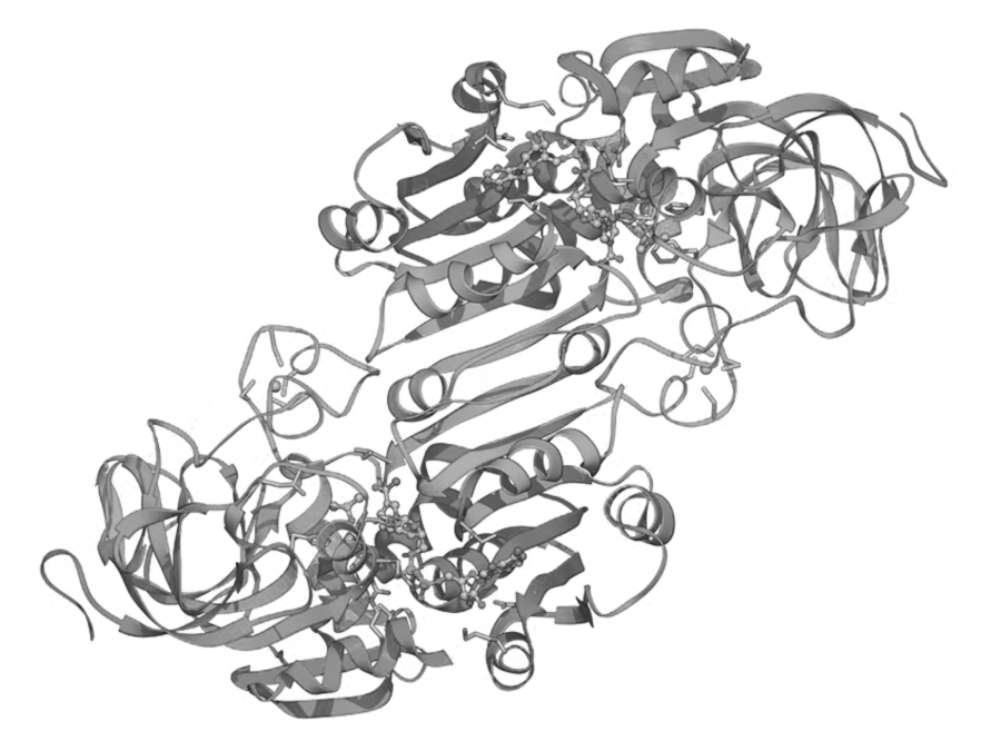 Alcohol Dehydrogenase