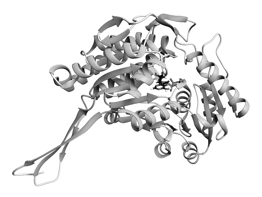 Aldehyde Dehydrogenase